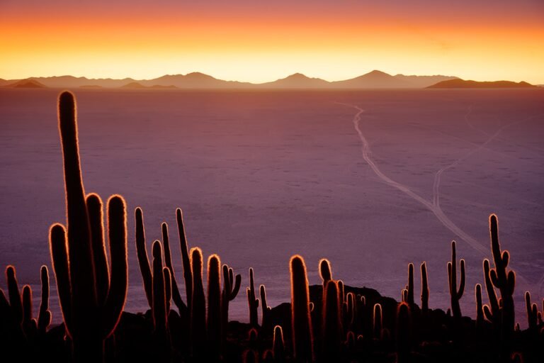 Cacti on an island on the Salar de Uyuni, Bolivian Altiplano. Taken on our Bolivia Photo Tour.