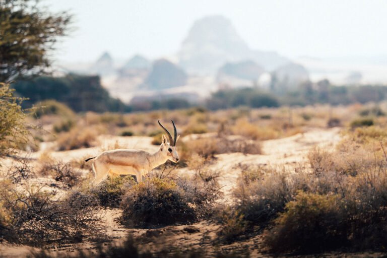 Saudi Photography Workshops